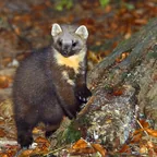 Baummarder