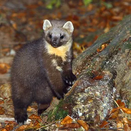Baummarder