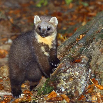 Baummarder