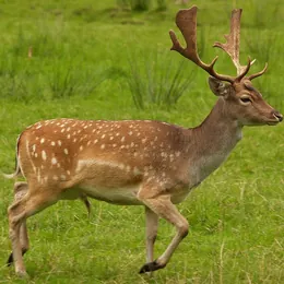 Damwild