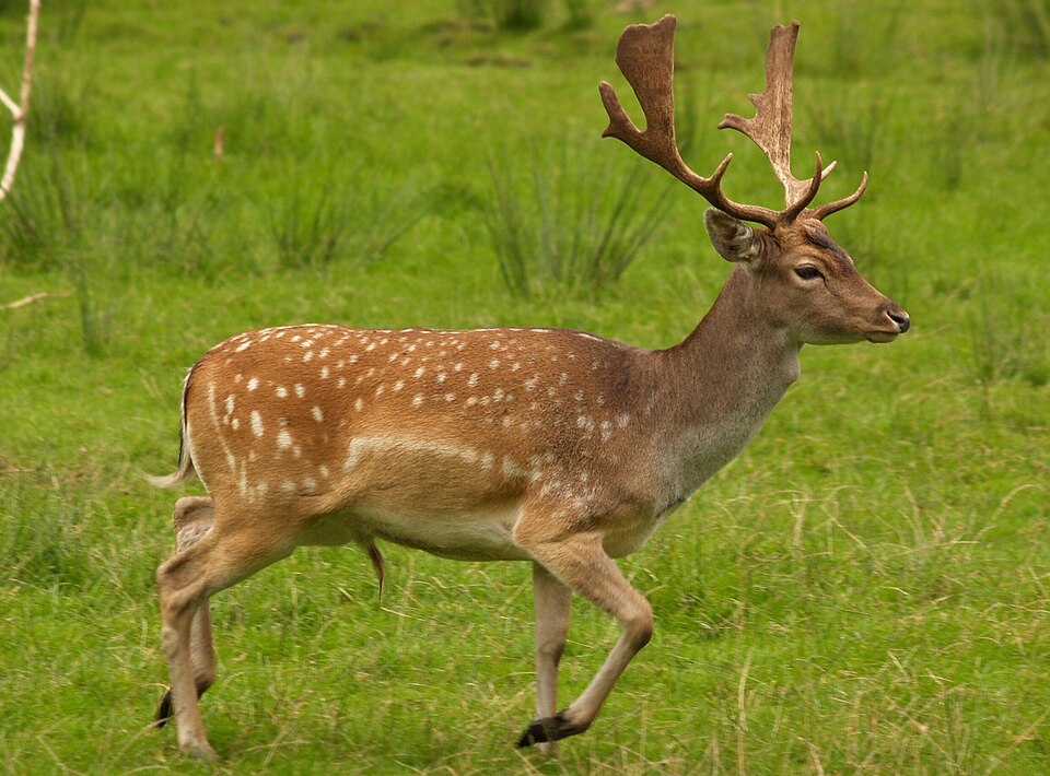 Damwild