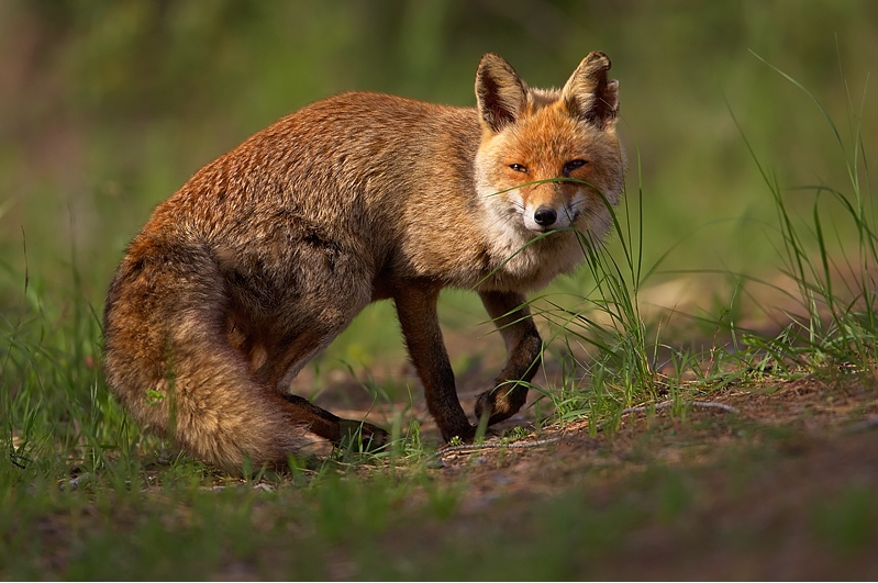 Rotfuchs