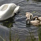 Höckerschwan