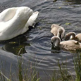 Höckerschwan
