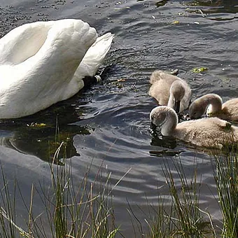 Höckerschwan