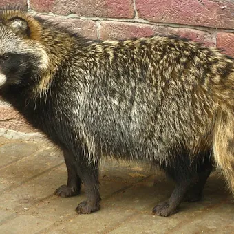 Marderhund