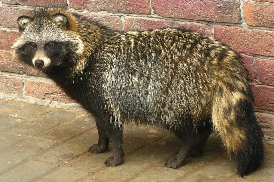 Marderhund
