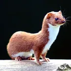 Mauswiesel