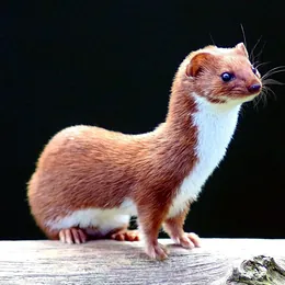 Mauswiesel