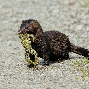 Amerikanischer Nerz (Mink)