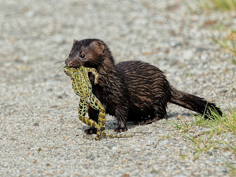 Amerikanischer Nerz (Mink)