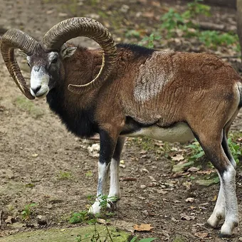 Muffelwild