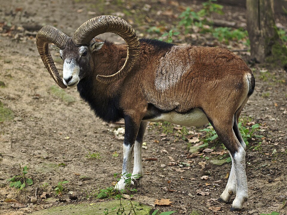 Muffelwild