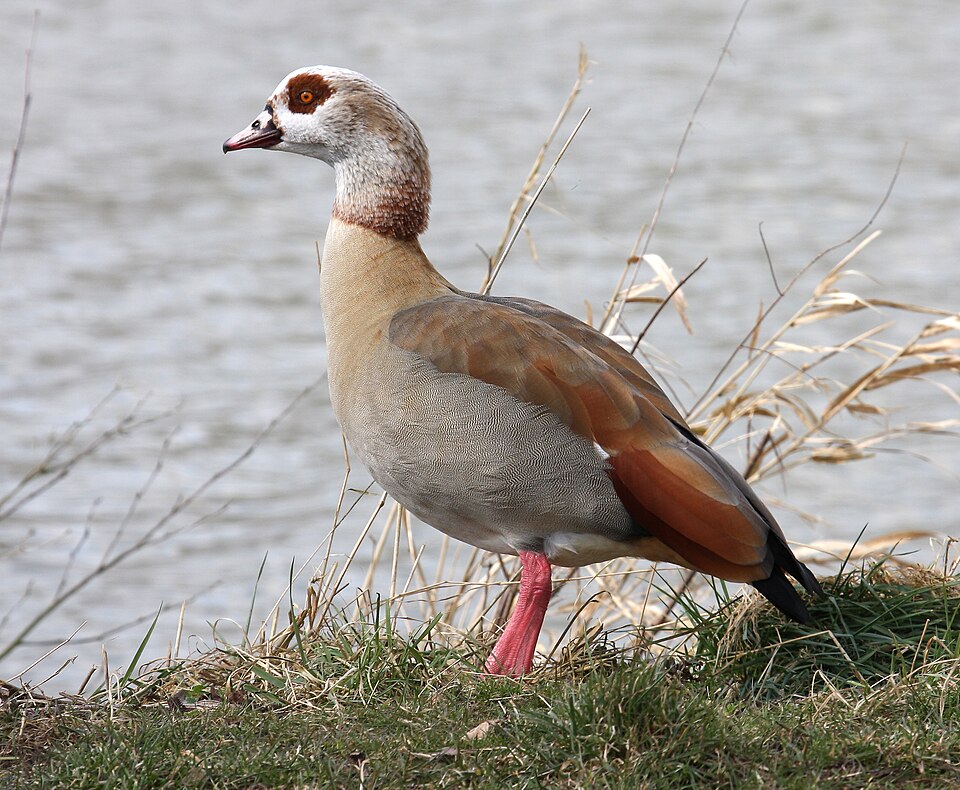 Nilgans