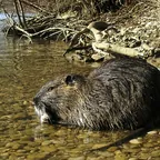 Nutria