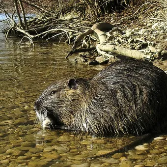 Nutria