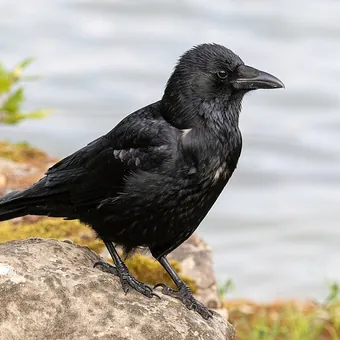 Rabenkrähe