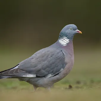 Ringeltaube