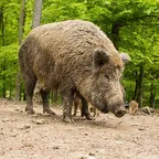 Schwarzwild