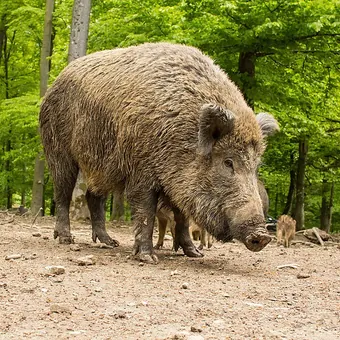 Schwarzwild