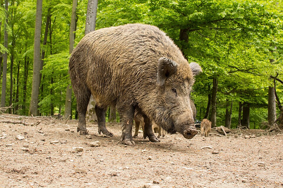 Schwarzwild