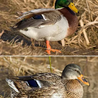 Stockente
