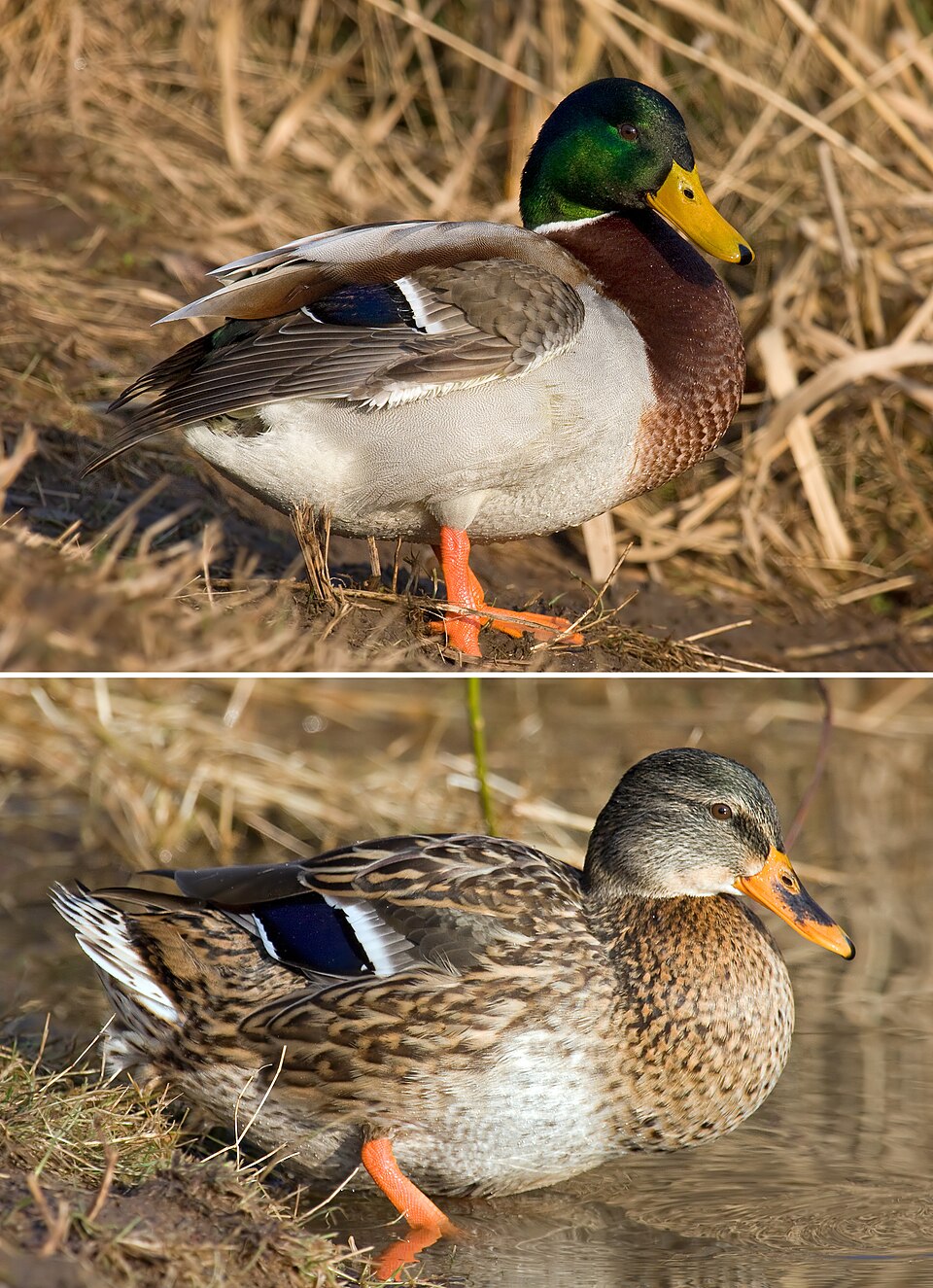 Stockente