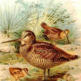 Waldschnepfe