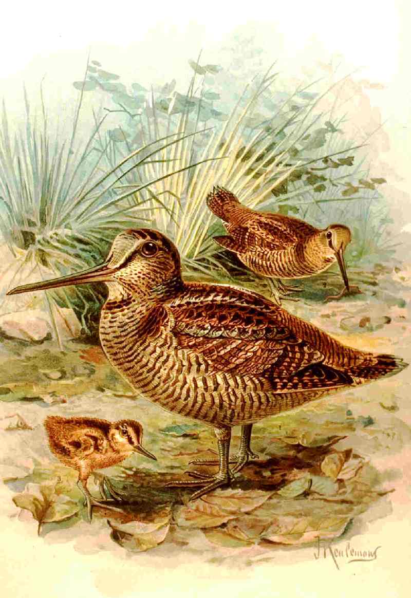 Waldschnepfe