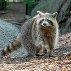 Waschbär