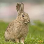 Wildkaninchen