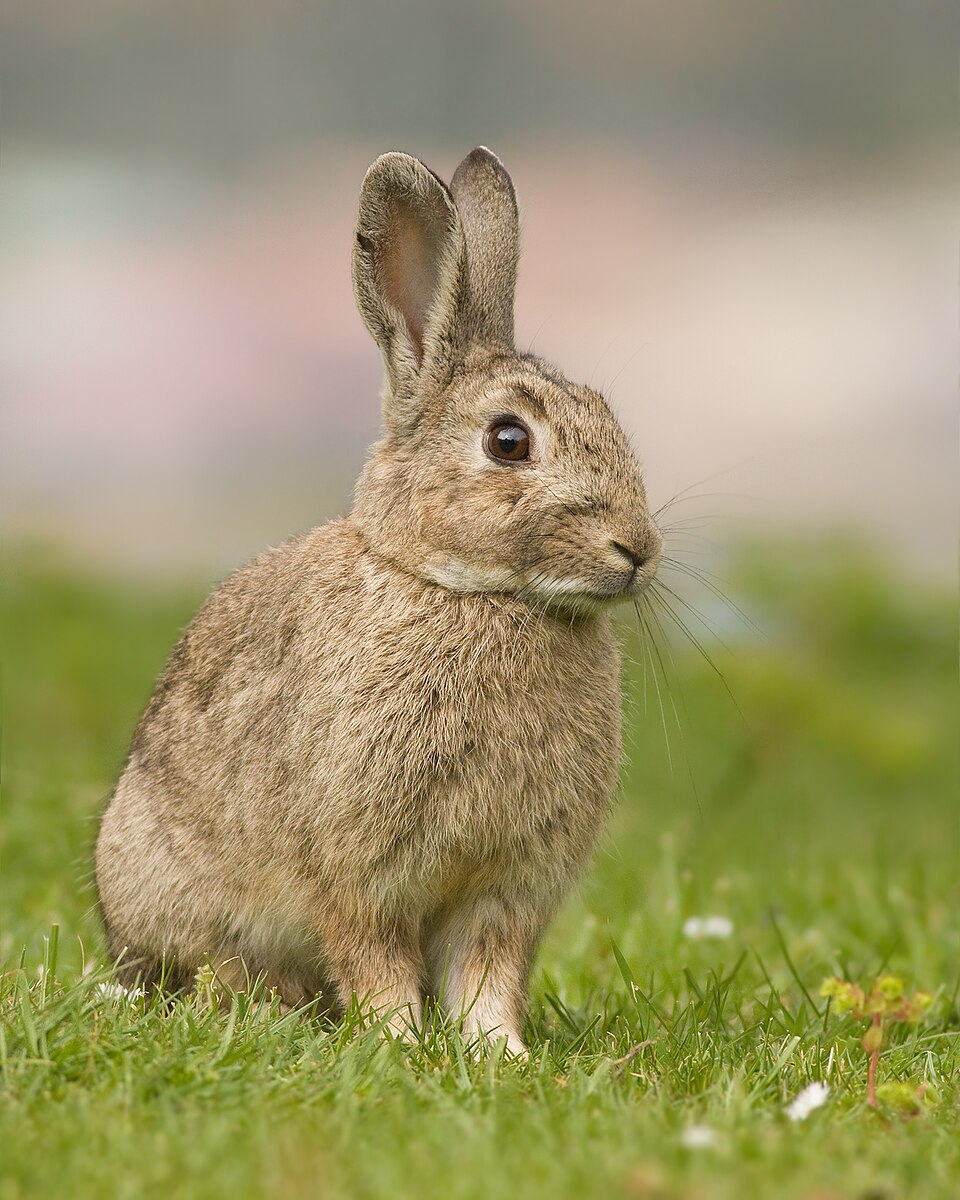 Wildkaninchen